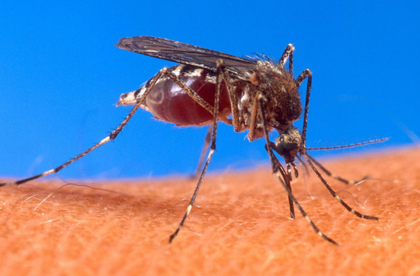 Chikungunya : un quatrième cas autochtone confirmé en Corse-du-Sud