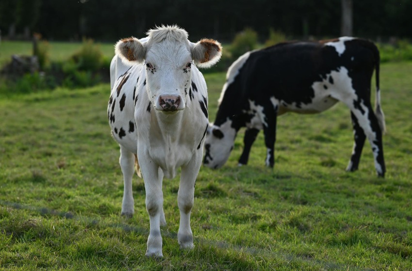 Dermatose nodulaire bovine : une campagne de vaccination préventive des bovins va avoir lieu en Corse
