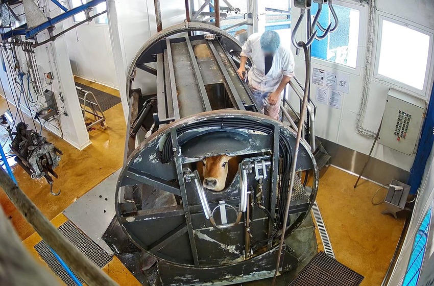 L'association L214 dépose une plainte contre l'abattoir de Porto-Vecchio et demande sa fermeture immédiate